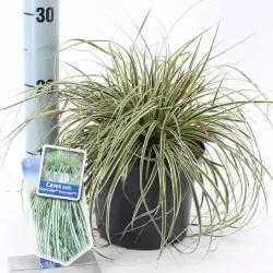 Ošimos viksva - Carex oshimensis Evercolor EVERCREAM