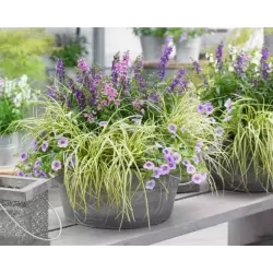 Ošimos viksva - Carex oshimensis Evercolor EVERCREAM