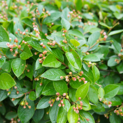 Blizgantysis kaulenis - Cotoneaster lucidus