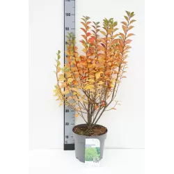 Blizgantysis kaulenis - Cotoneaster lucidus