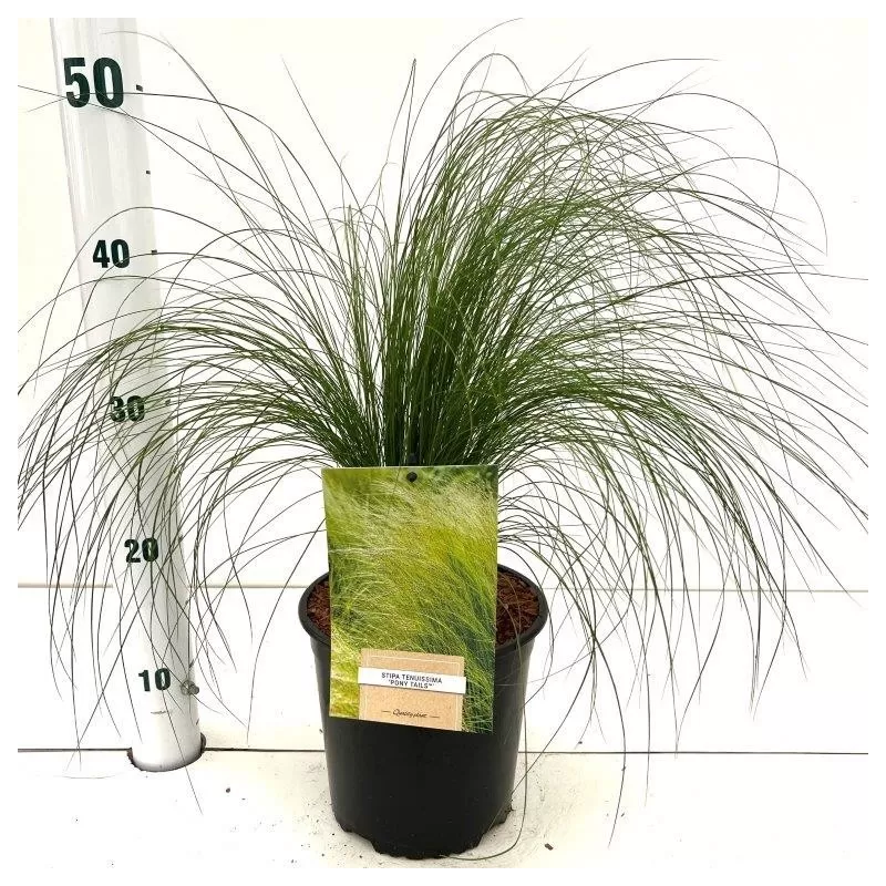 Ašuotė - Stipa tenuifolia PONYTAILS