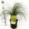 Ašuotė - Stipa tenuifolia PONYTAILS