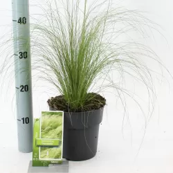 Ašuotė - Stipa tenuifolia PONYTAILS