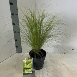 Ašuotė - Stipa tenuifolia PONYTAILS