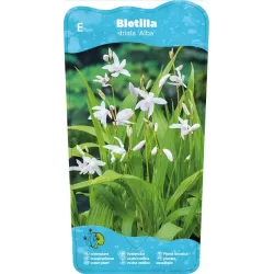 Bletilla striata Alba P9C0.5