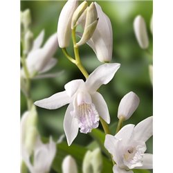 Bletilla striata Alba P9C0.5