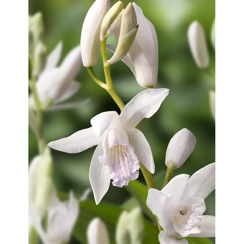 Bletilla striata Alba P9C0.5