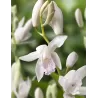 Bletilla striata Alba P9C0.5