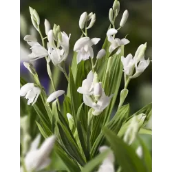 Bletilla striata Alba P9C0.5
