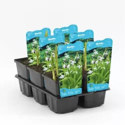 Bletilla striata Alba P9C0.5