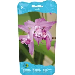 Bletilla striata P9C0.5