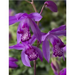 Bletilla striata P9C0.5