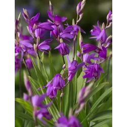 Bletilla striata P9C0.5