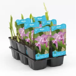 Bletilla striata P9C0.5