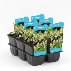 Epipactis Palustris P9C0.5