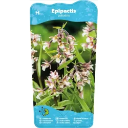 Epipactis Palustris P9C0.5