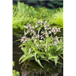 Epipactis Palustris P9C0.5