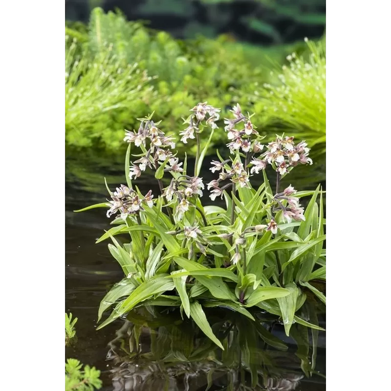 Epipactis Palustris P9C0.5