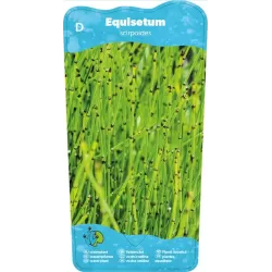 Equisetum scirpoides P9C0.5