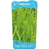 Equisetum scirpoides P9C0.5