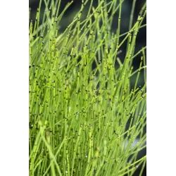 Equisetum scirpoides P9C0.5