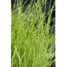 Equisetum scirpoides P9C0.5