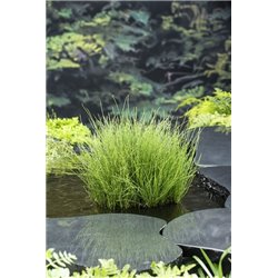 Equisetum scirpoides P9C0.5