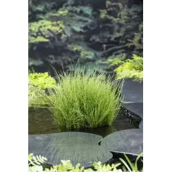 Equisetum scirpoides P9C0.5