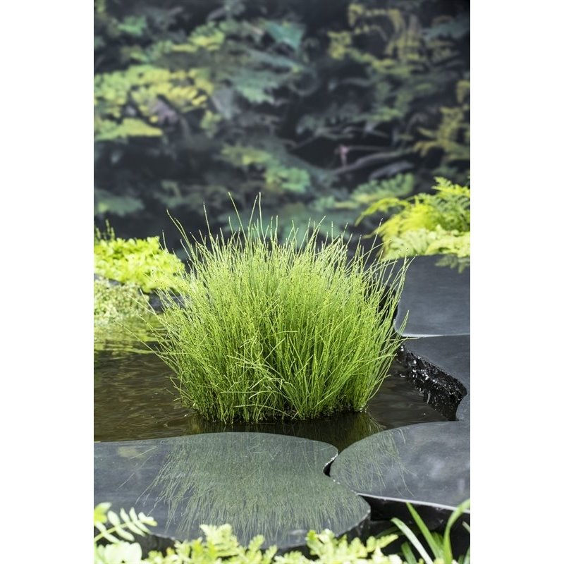 Equisetum scirpoides P9C0.5
