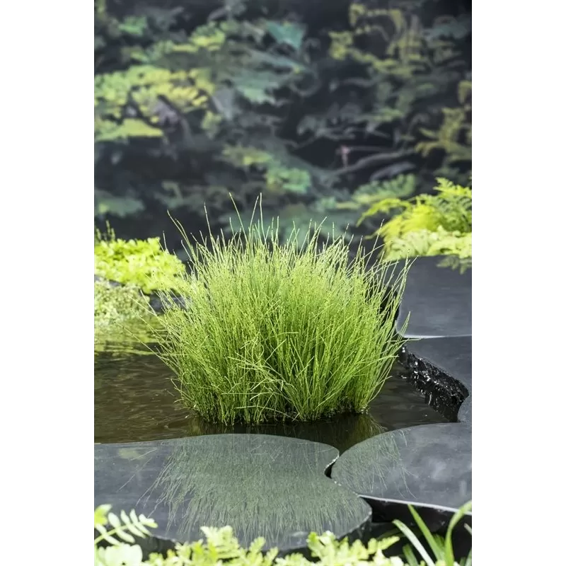 Equisetum scirpoides P9C0.5