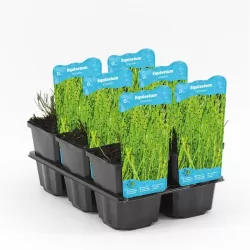 Equisetum scirpoides P9C0.5