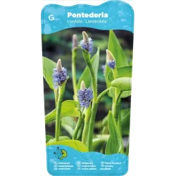 Pontederia cordata Lanceolata P9C0.5