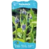 Pontederia cordata Lanceolata P9C0.5