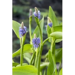 Pontederia cordata Lanceolata P9C0.5