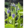 Pontederia cordata Lanceolata P9C0.5