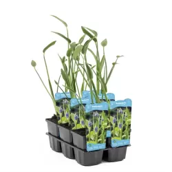 Pontederia cordata Lanceolata P9C0.5