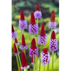 Primula vialii