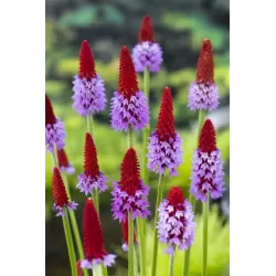 Raktažolė - Primula vialii