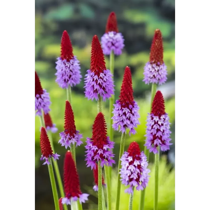 Primula vialii