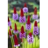 Primula vialii