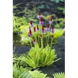 Primula vialii