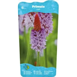 Primula vialii