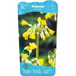 Primula florindae P9C0.5