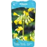 Primula florindae P9C0.5