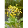 Primula florindae P9C0.5
