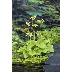 Primula florindae P9C0.5