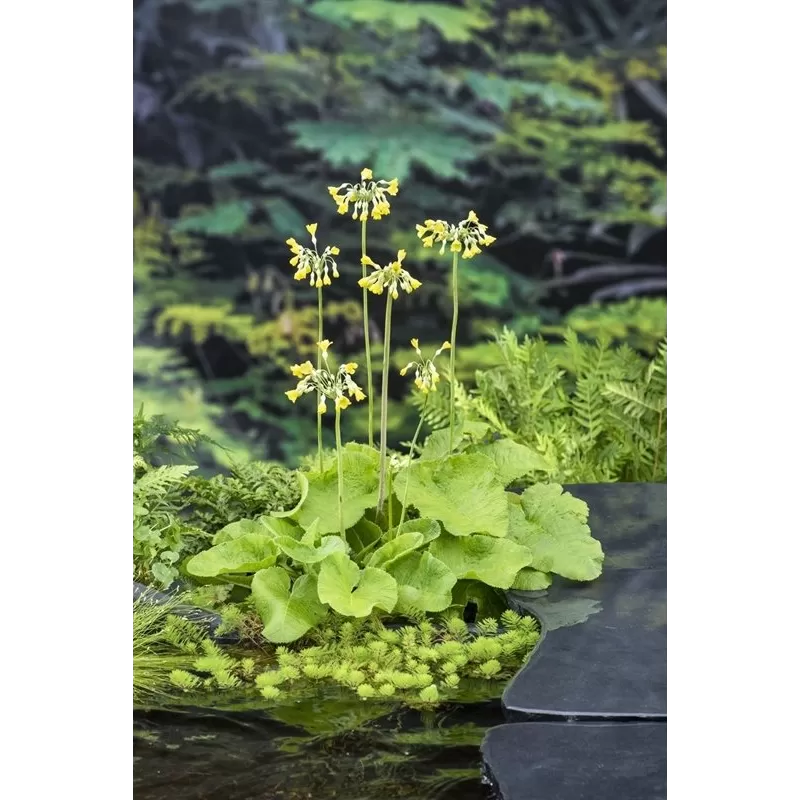 Primula florindae P9C0.5