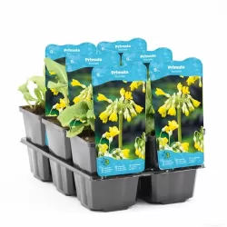 Primula florindae P9C0.5