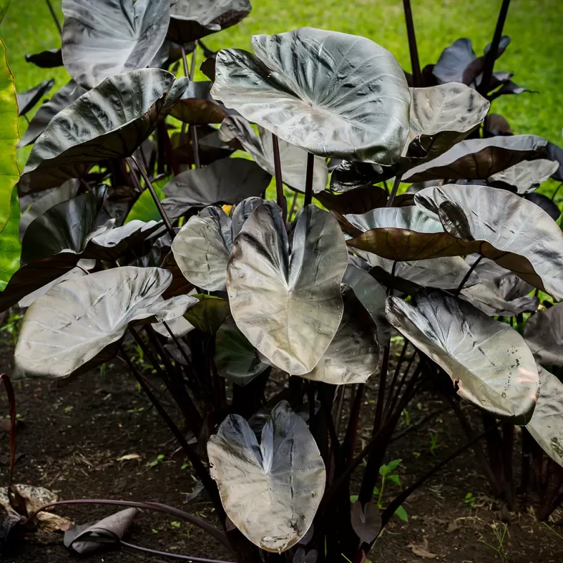Valgomoji kolokazija - Colocasia KONA COFFEE
