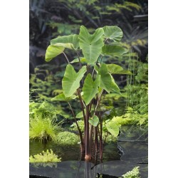 Valgomoji kolokazija - Colocasia esculenta